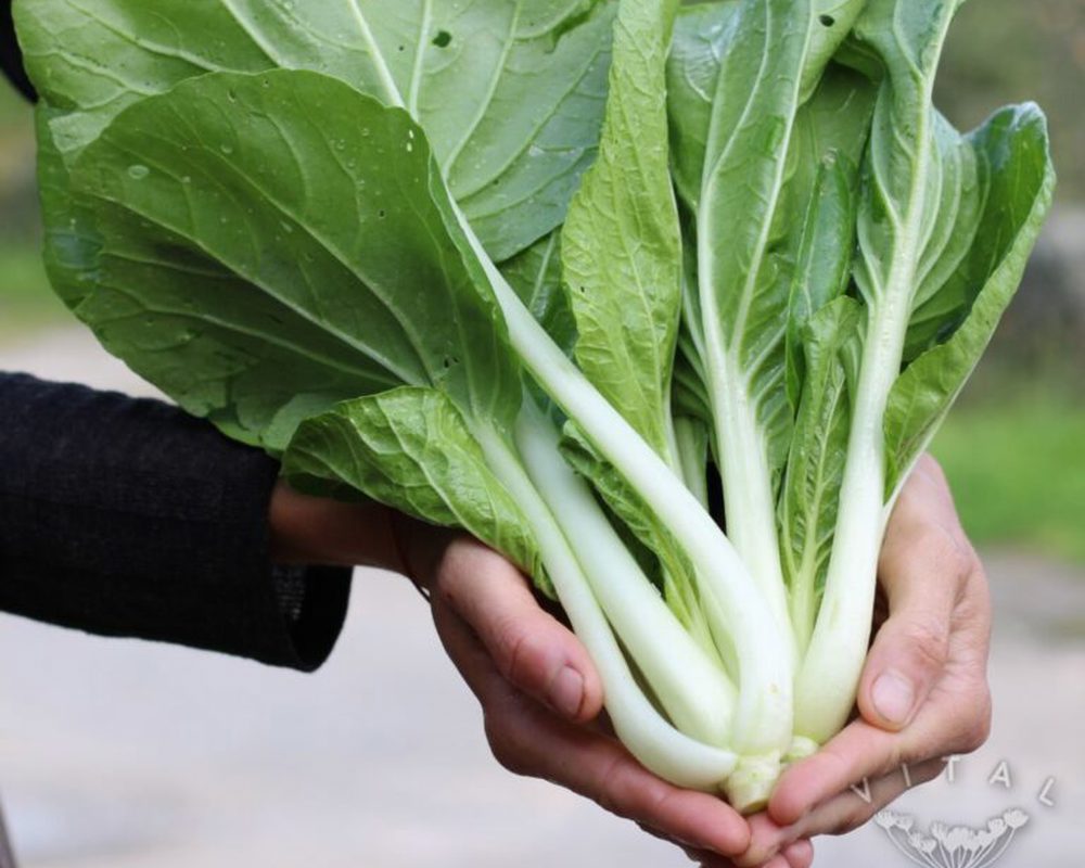 Asian Greens (Baby Choi)