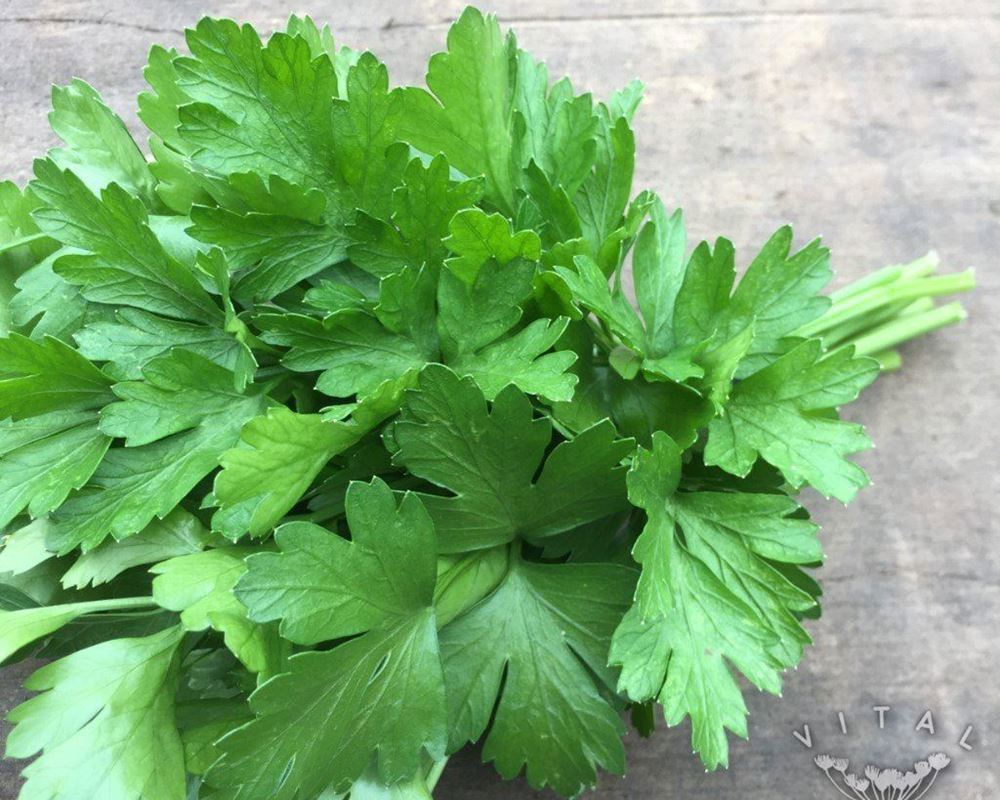 Parsley