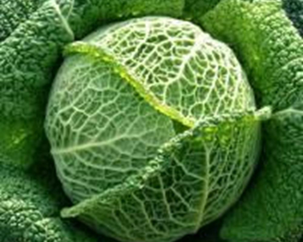 Cabbage - Savoy Organic UK