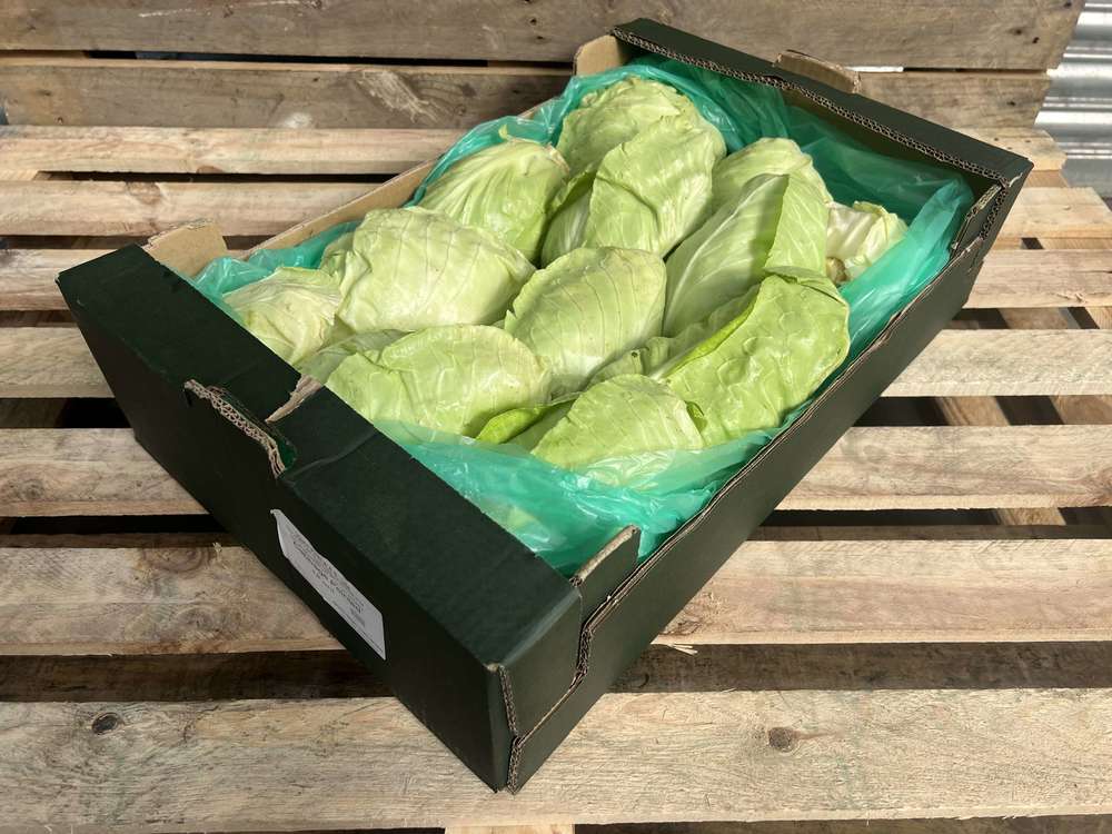 Organic Cabbage Pointed