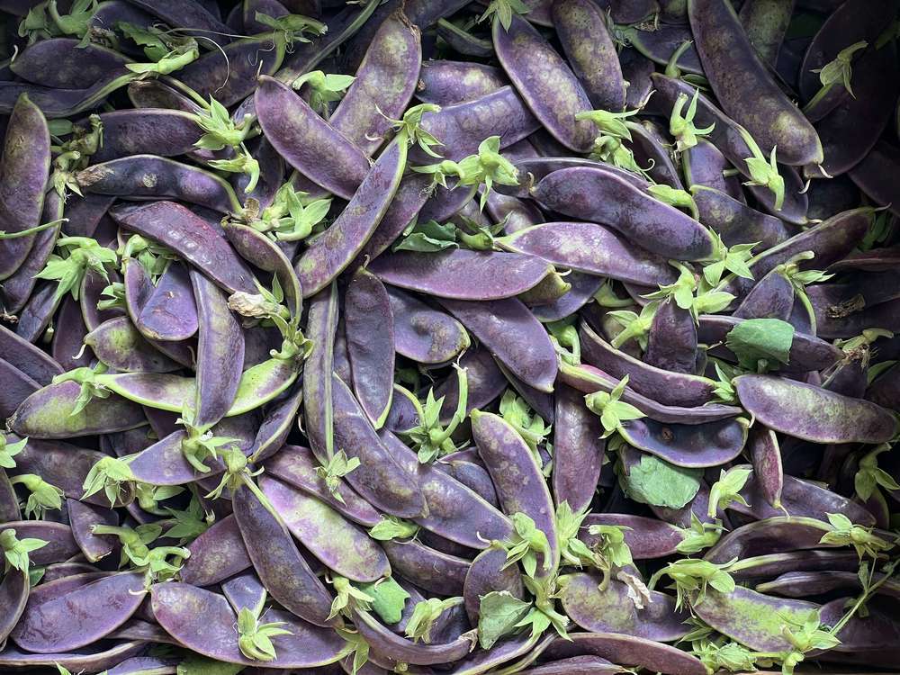 Mange Tout Purple (250g)