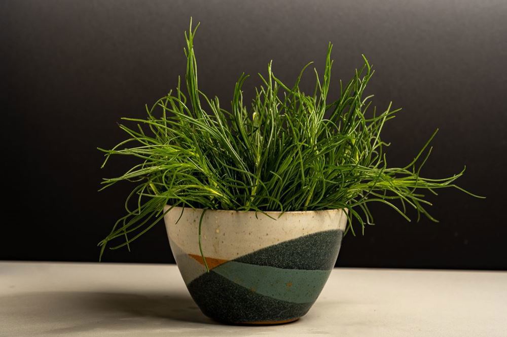 Agretti