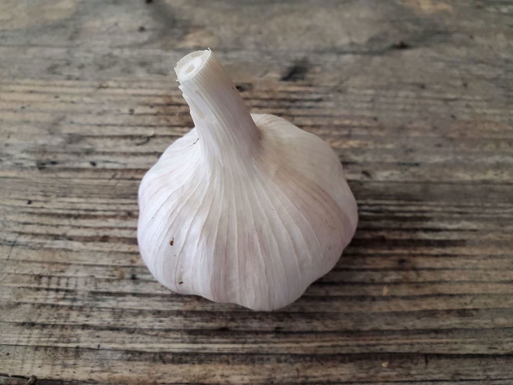 Garlic