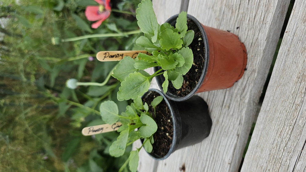 ( Potted x1) Pansy - Giant black - small (Own Grown)