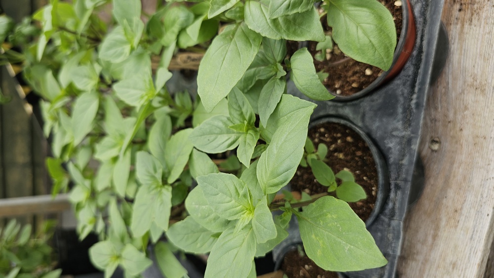 ( Potted x1) Basil - Cinnamon - small (Own Grown)