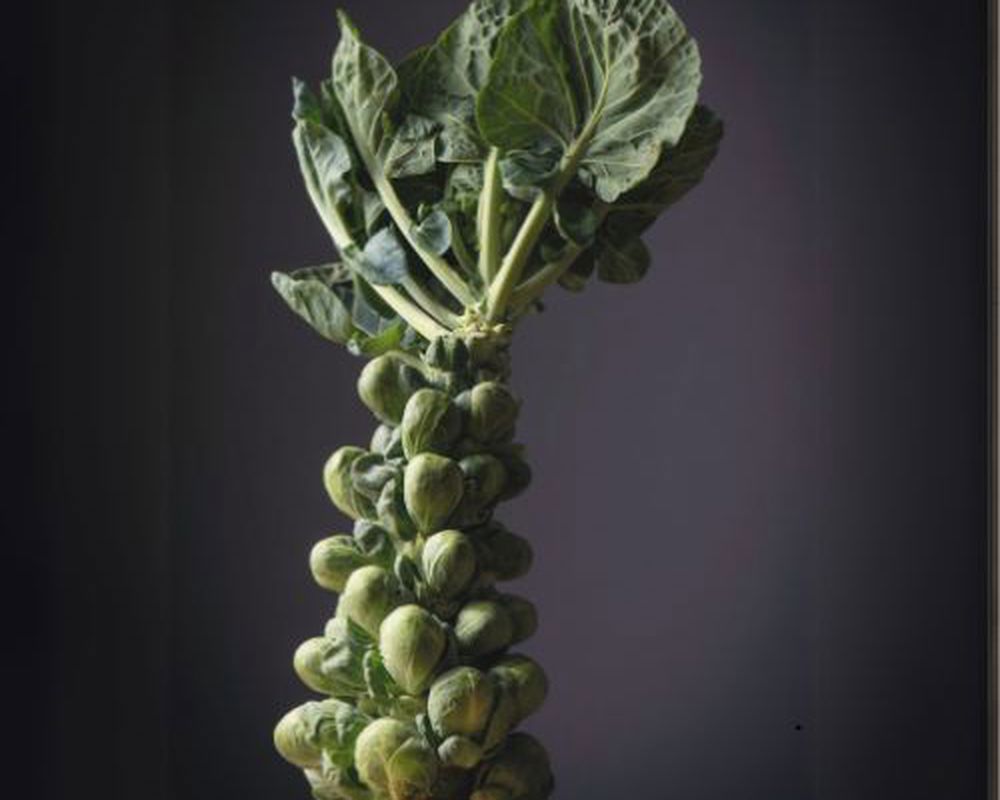 Brussel Sprouts Stalk