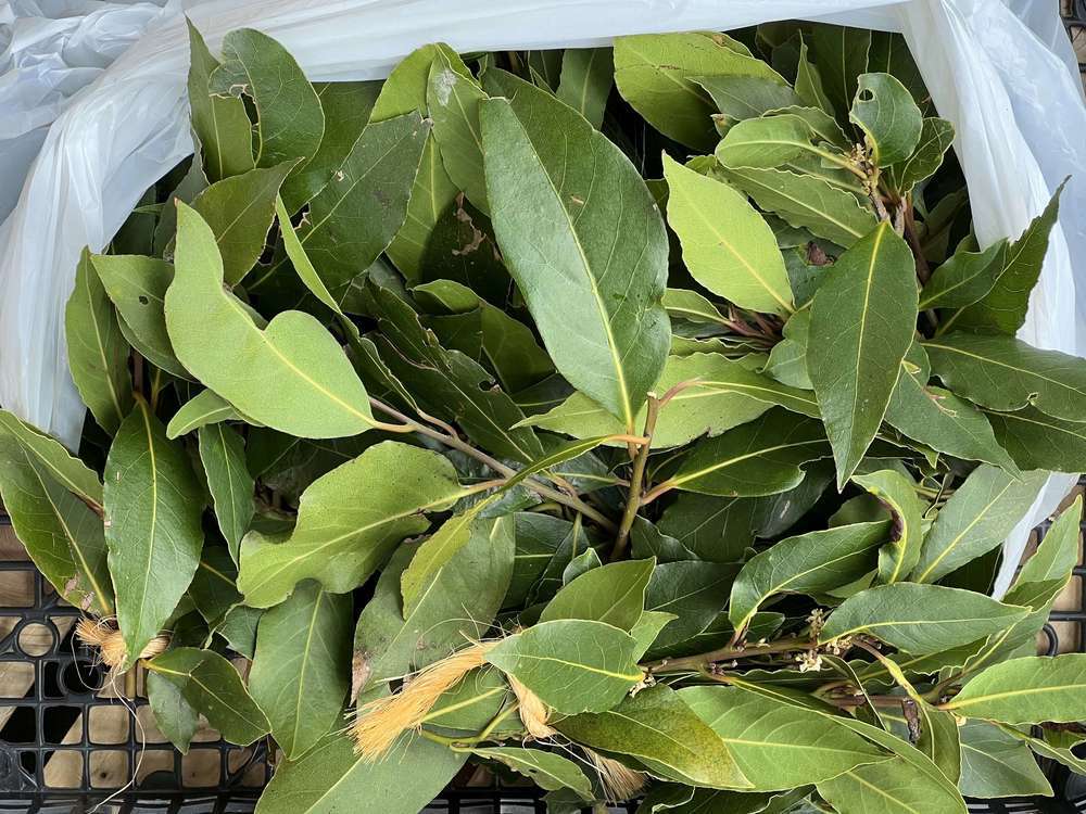 Fresh Bay Leaves (Bunch)