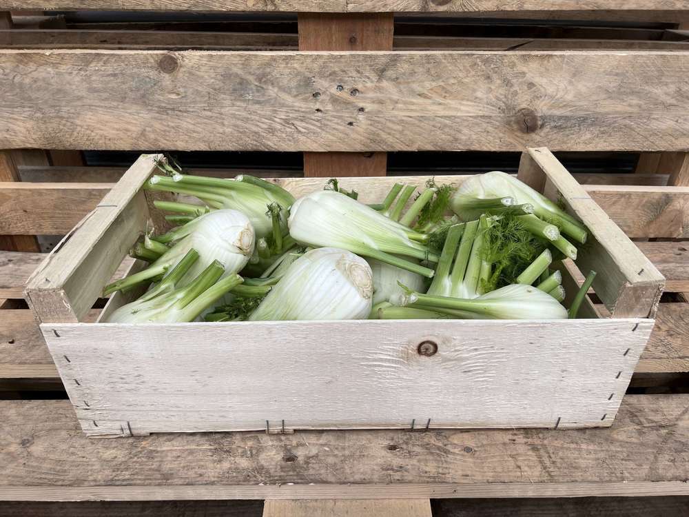 Fennel - Organic