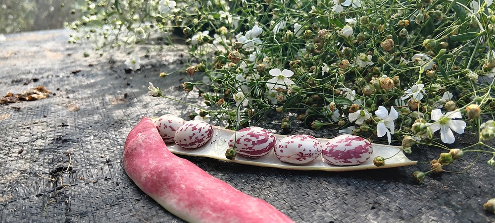 ( Potted x1) French Borlotti Bean - Small (Own Grown)