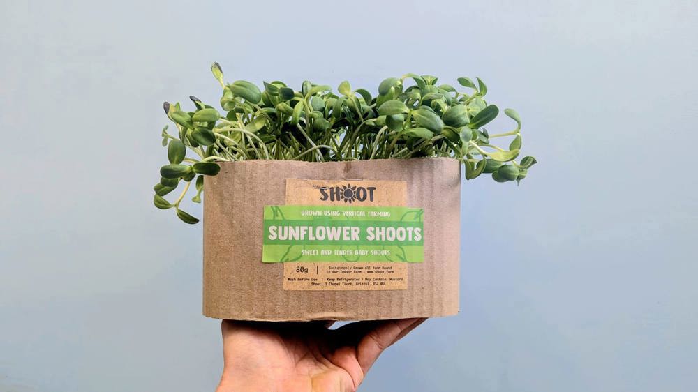 Sunflower Shoots (Shoot Urban Farm, Bristol)