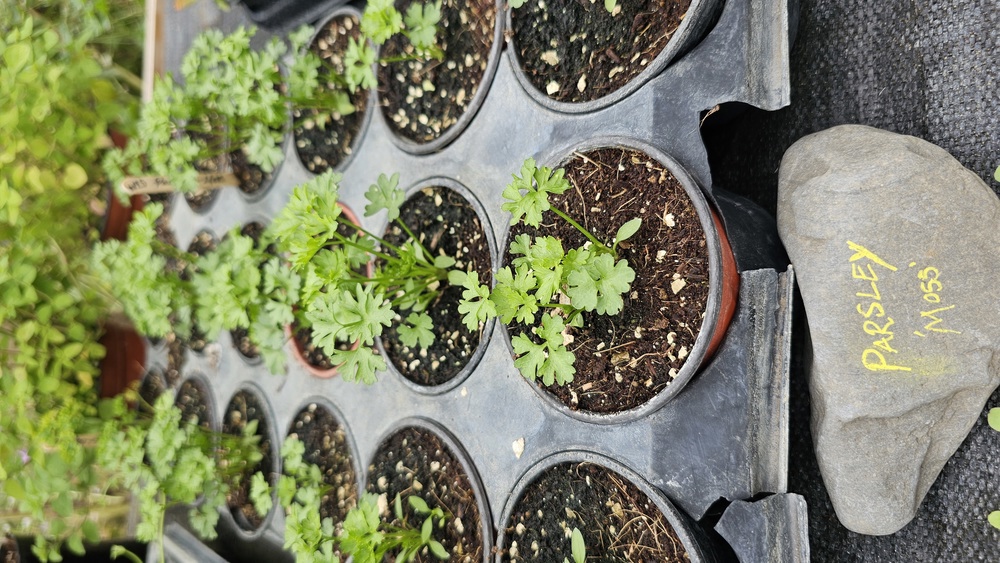 ( Potted x1) Parsley Moss Curled small (Own Grown)
