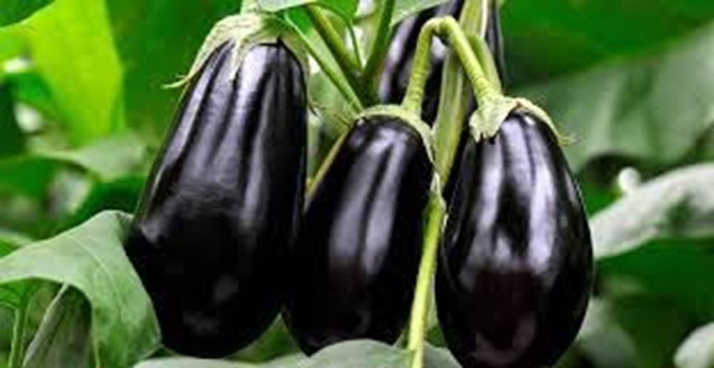 Aubergines