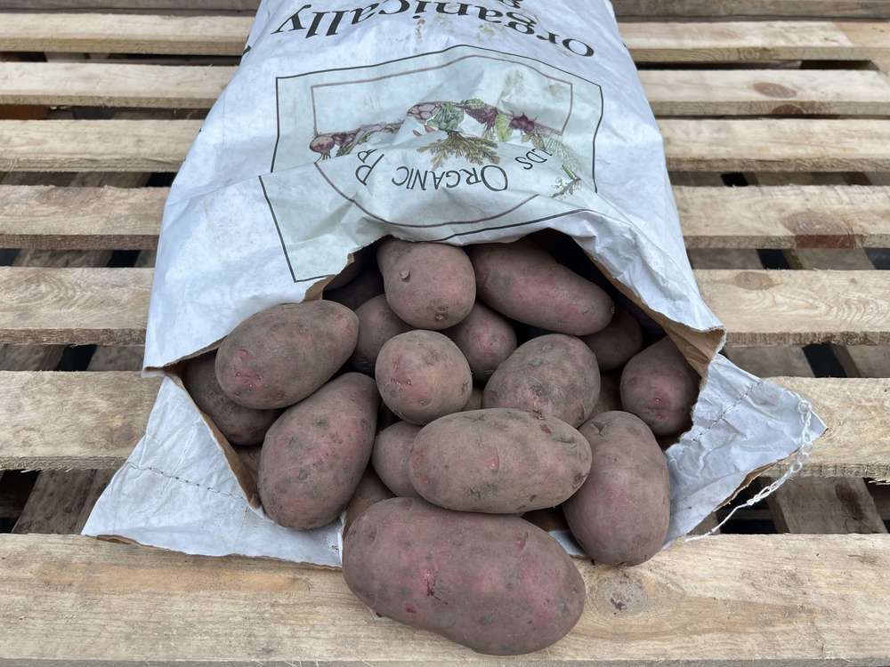 Potato: Alouette Red