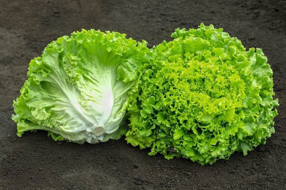 Lettuce Batavia - Green (France)