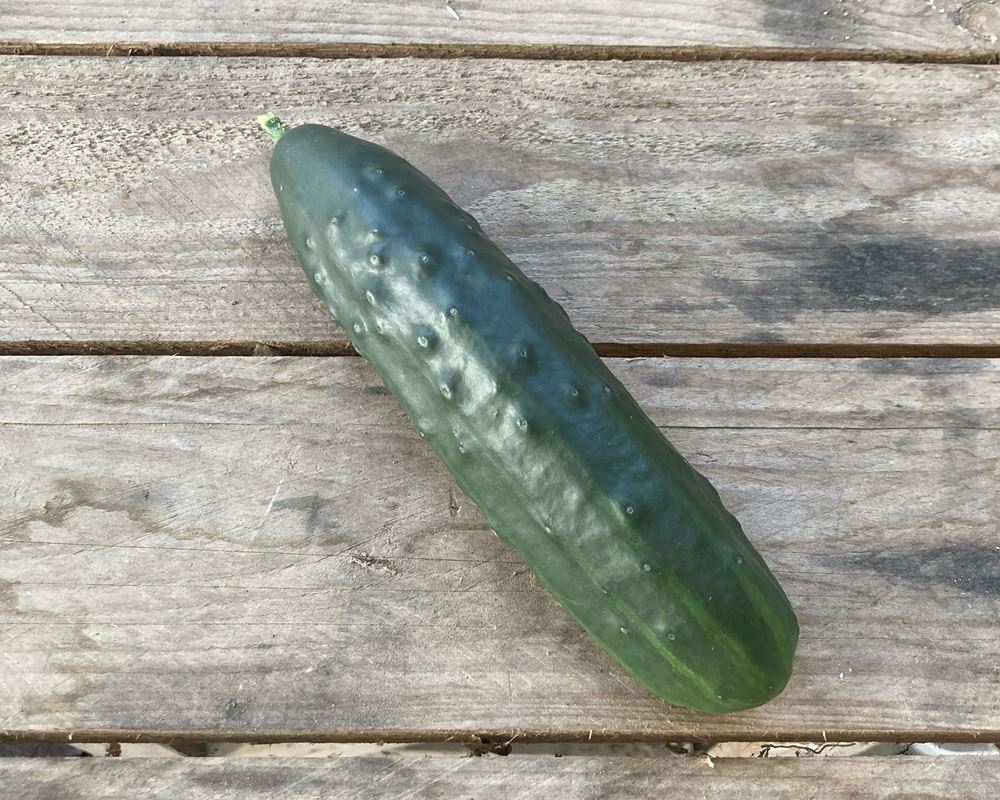 Ridge Cucumber