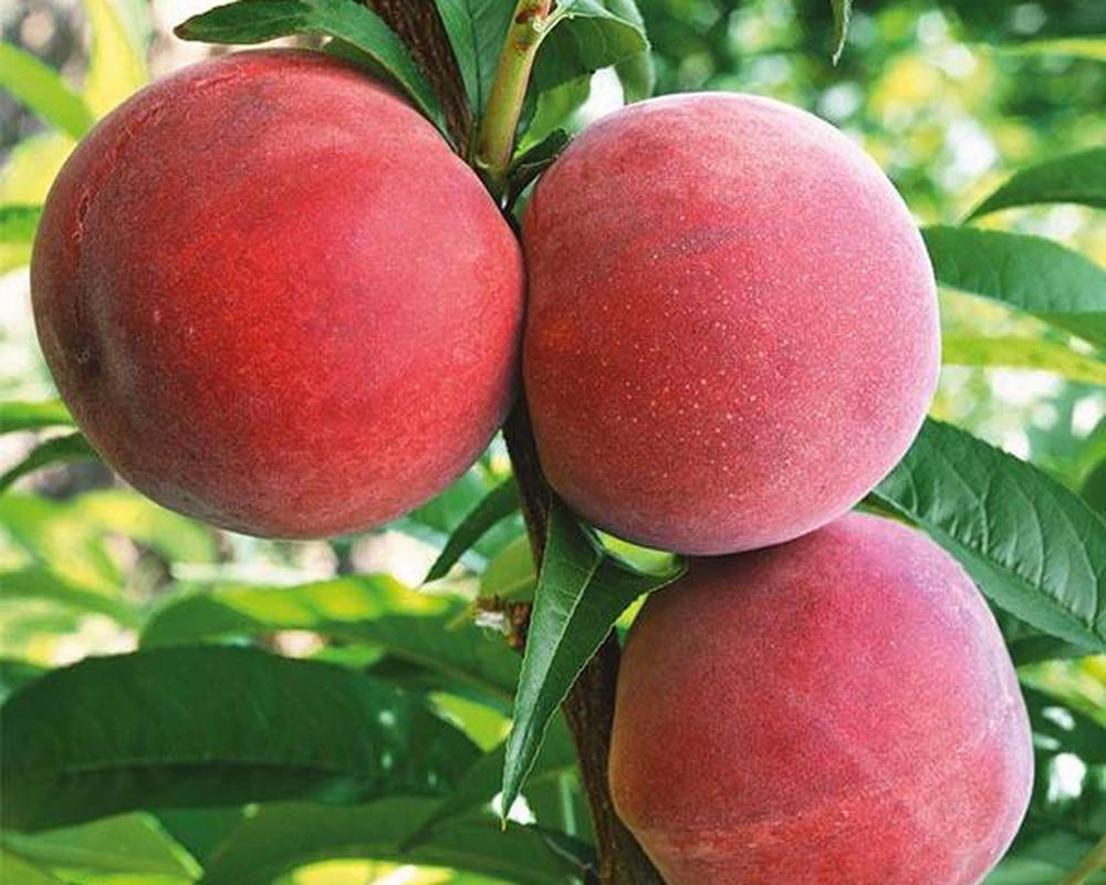 Flamin Fury Peach Tree