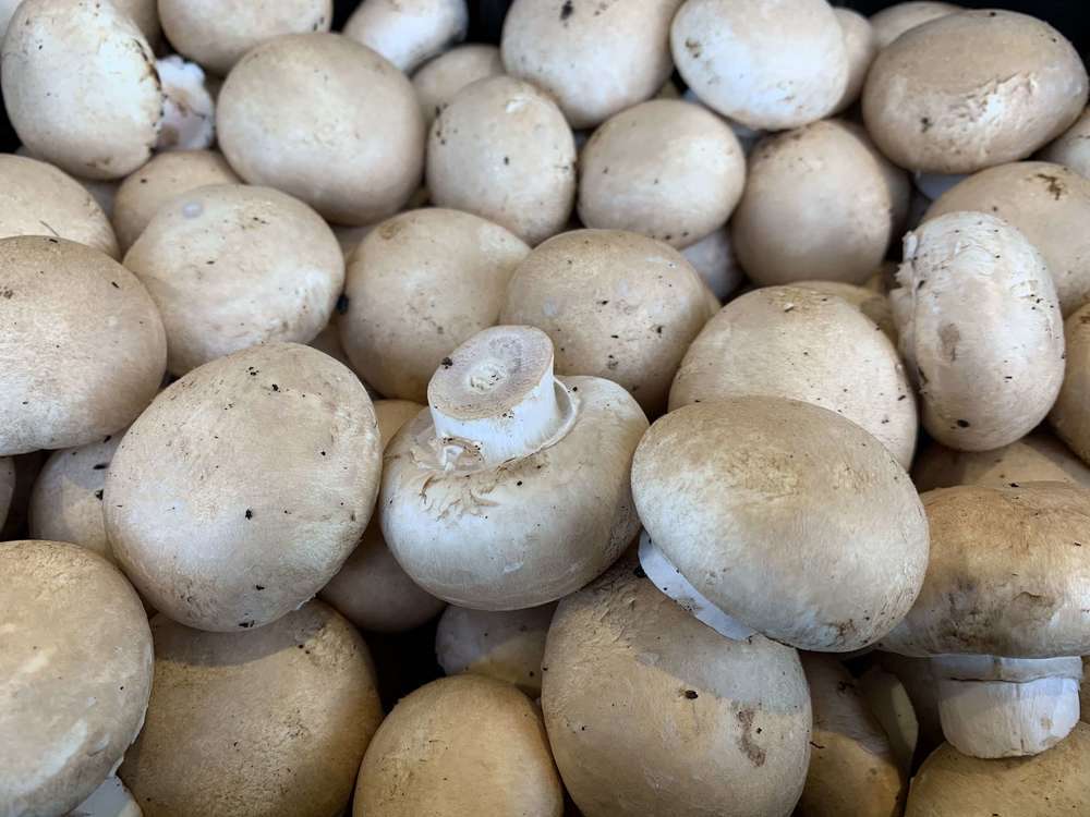 Mushrooms - Chestnut