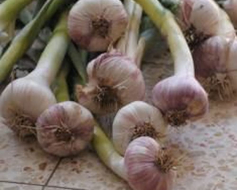 Garlic (Approx 100g) (Own Grown)