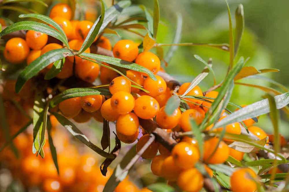 Sea Buckthorn Berries