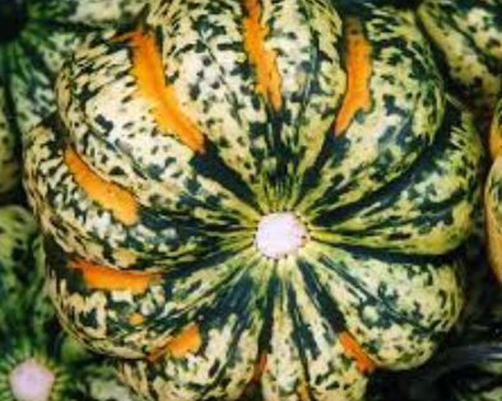 Harlequin Squash UK - Each