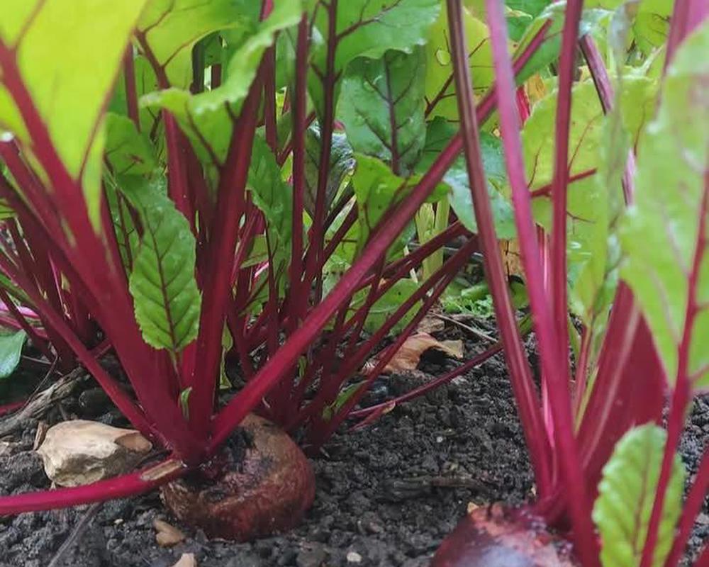 Small Beetroot