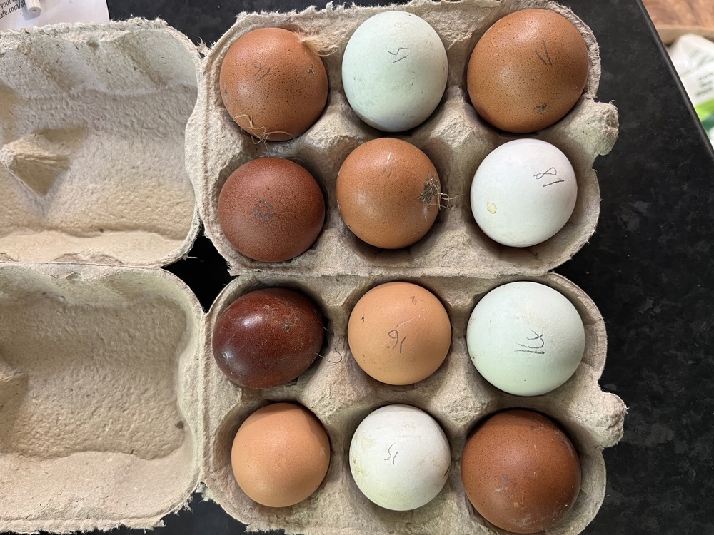 Chicken Eggs Tray of 30