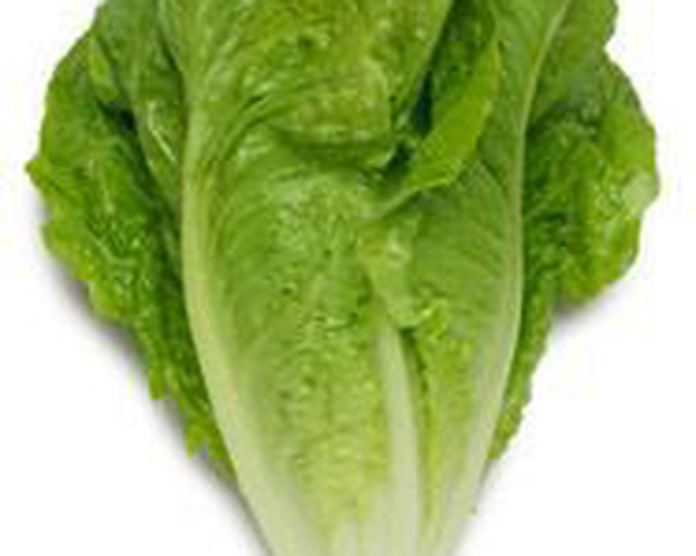 Lettuce: Baby Cos