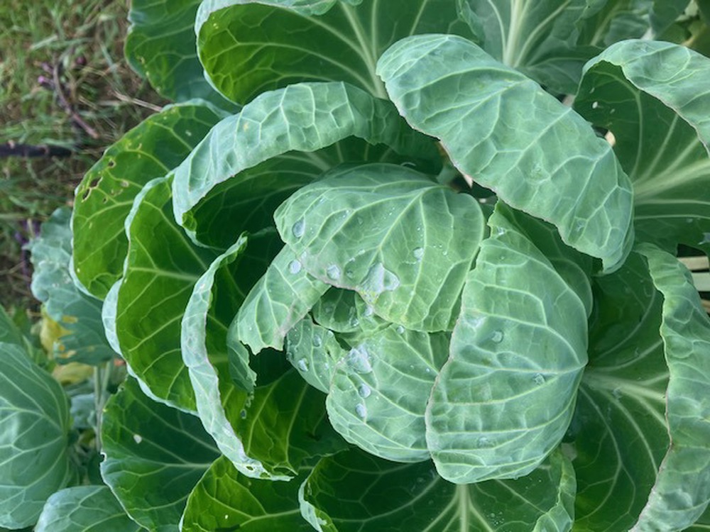 vBrussels Sprouts Tops