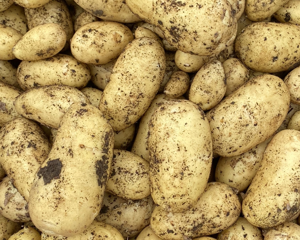New Potatoes