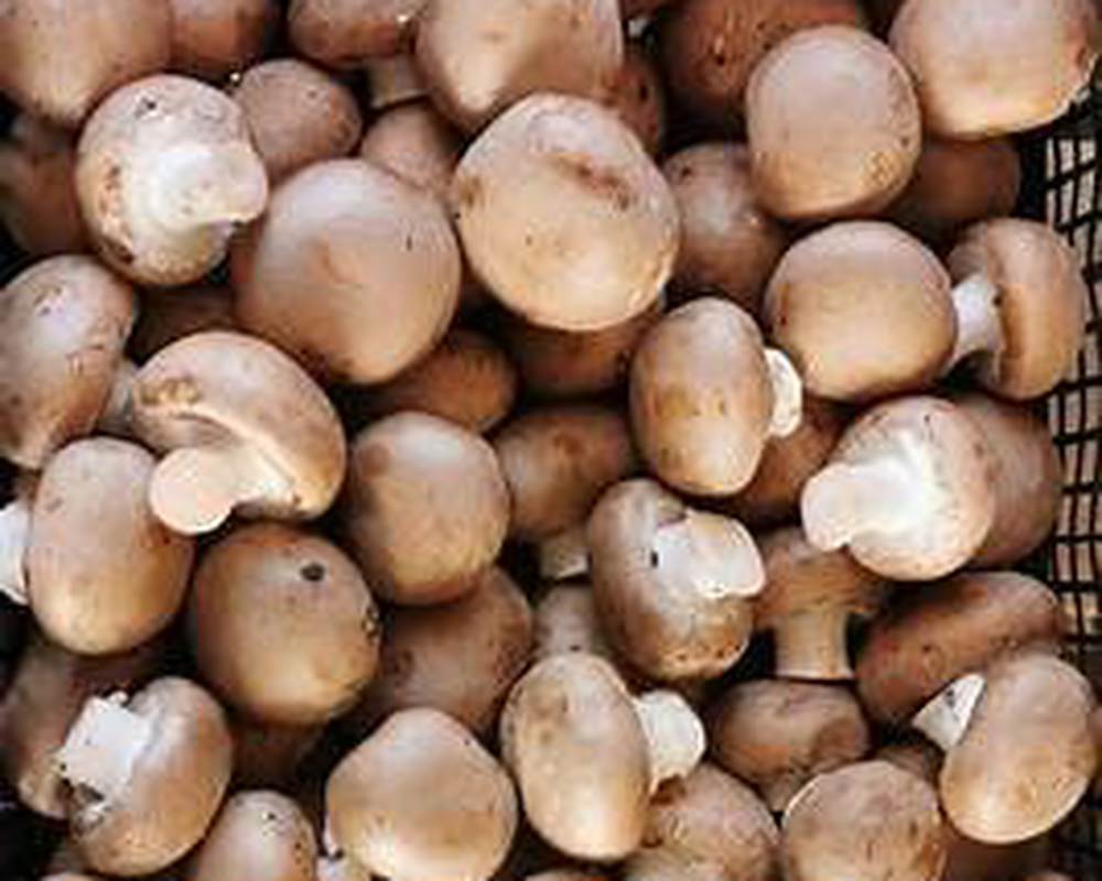 Chestnut Mushrooms