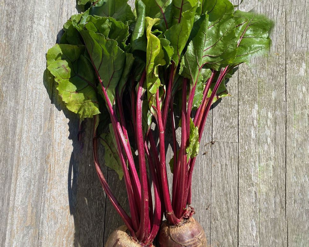 Beetroot: Red