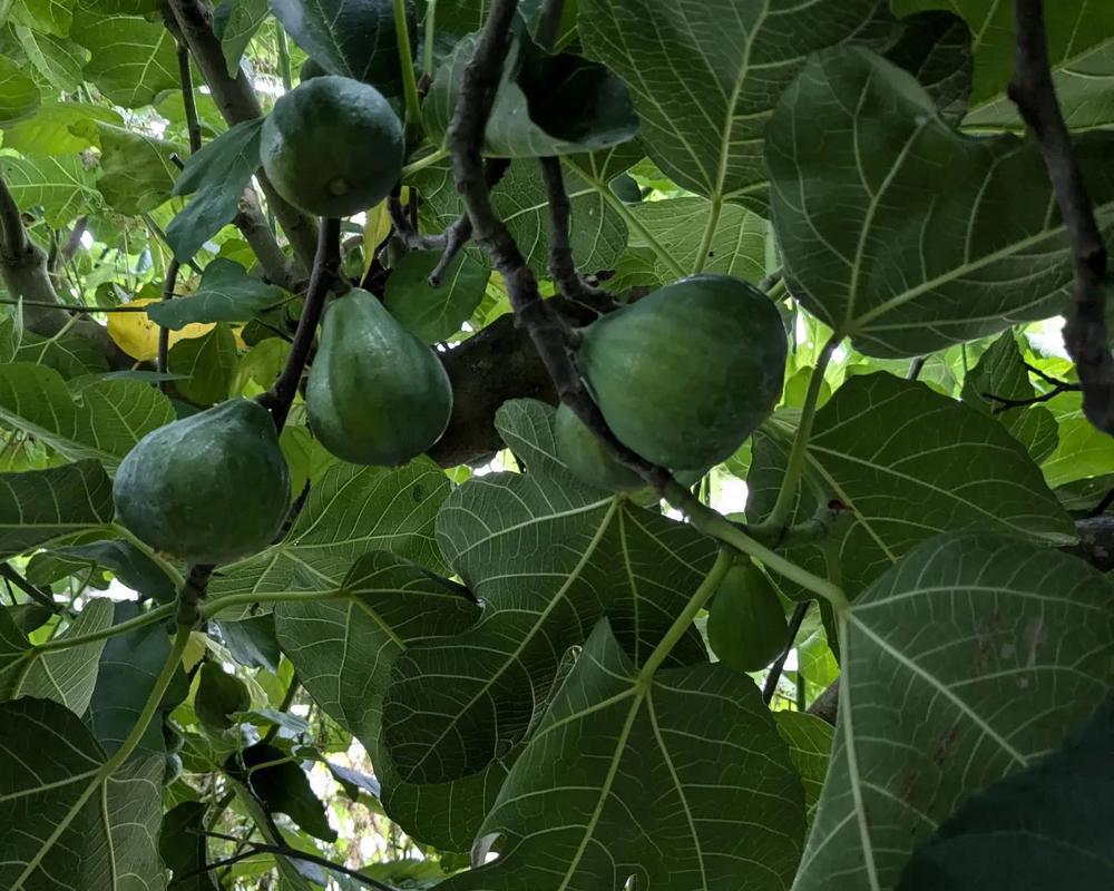 Figs - Fresh 250g (Own Grown)