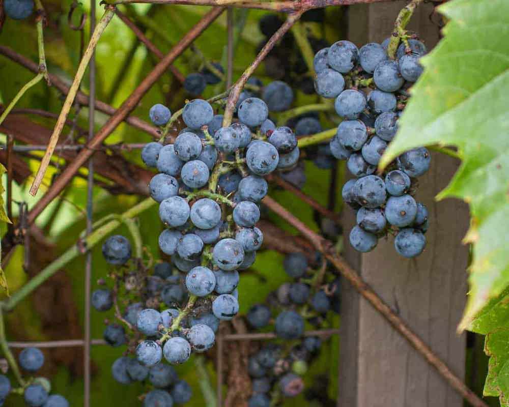 Riverbank Grape Vitis Riparia