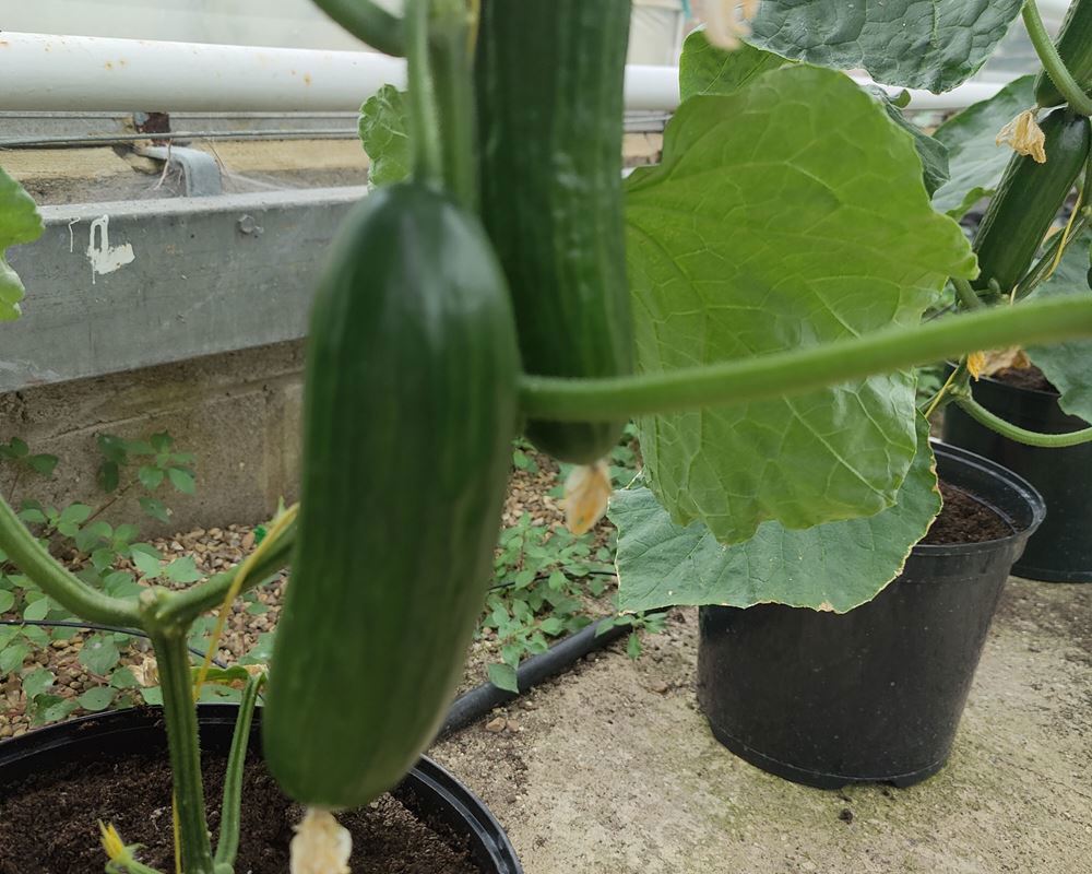 Cucumber- Mini