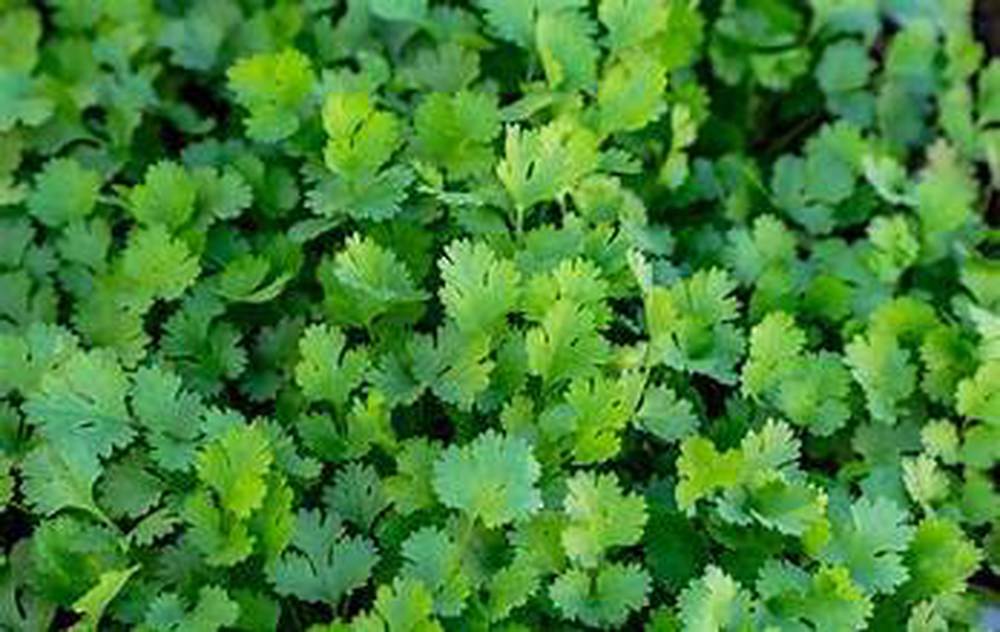 Coriander