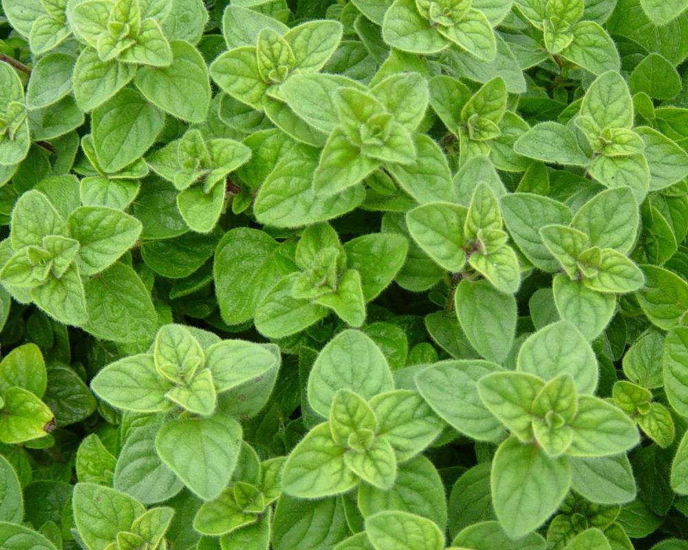 Oregano and Marjoram add on