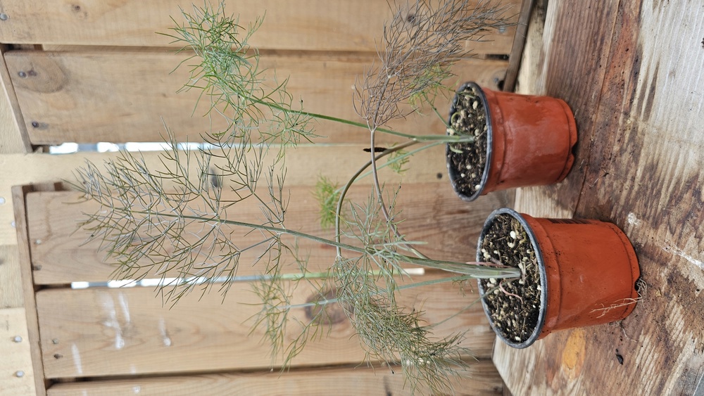 ( Potted - Smokey Fennel -small (Own Grown)