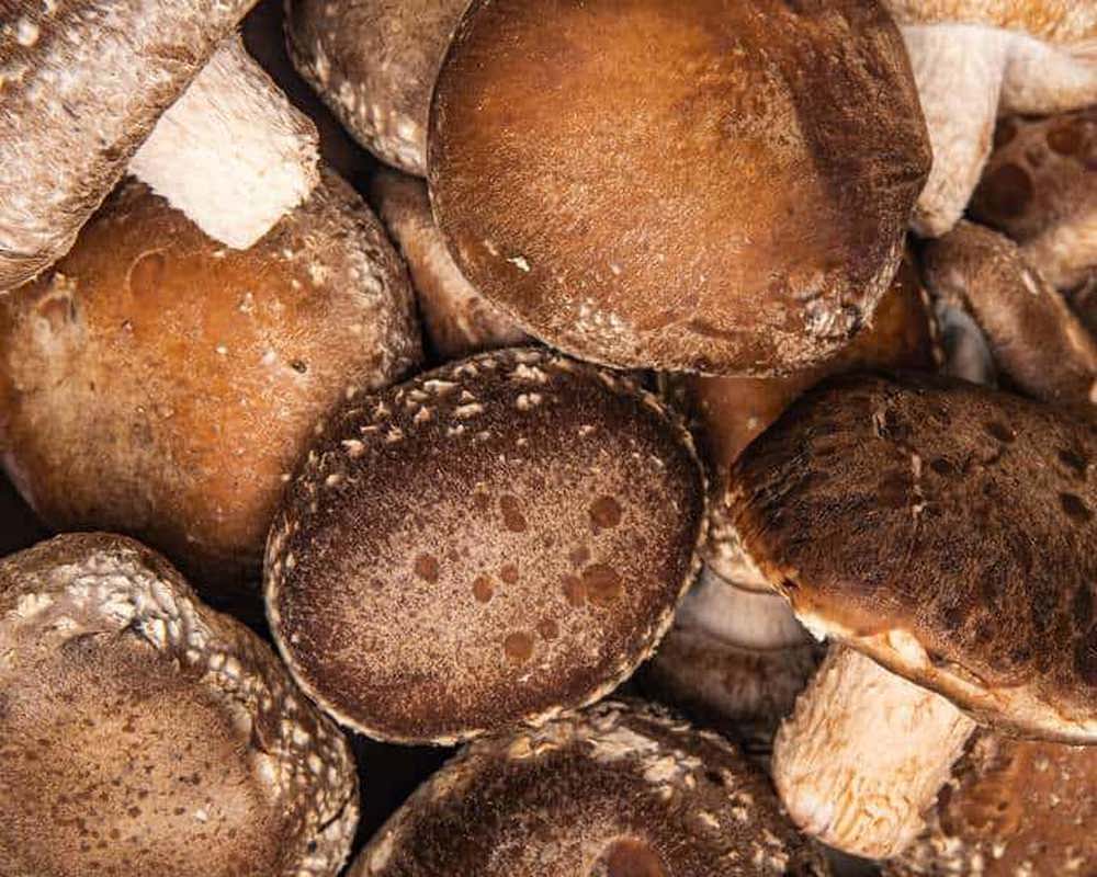 Organic Shitake Mushroom