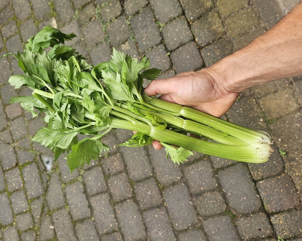 Celery bunch