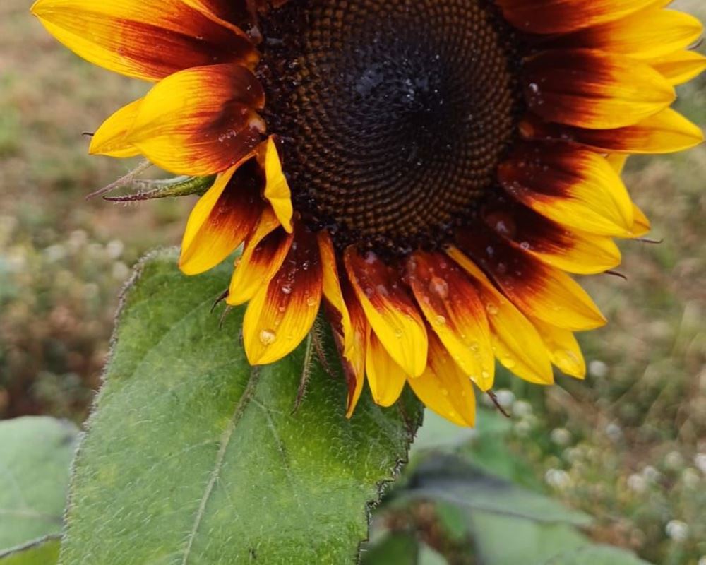 A Sunflower x 1