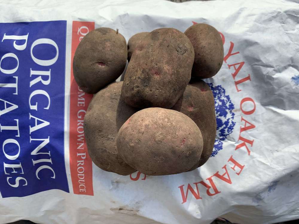 Organic Potato Red Cara
