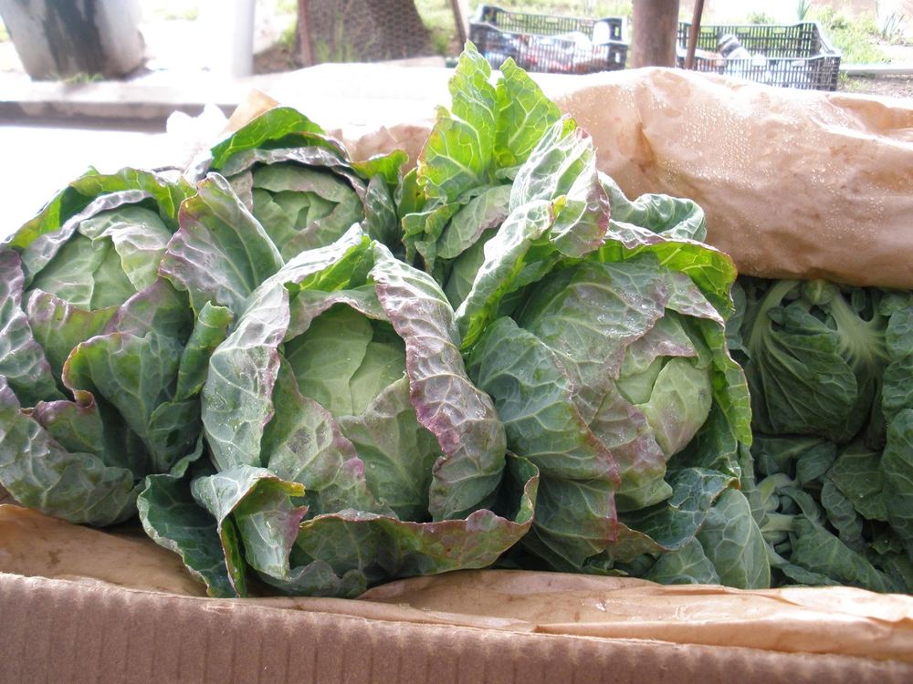 Brussels Sprout Tops