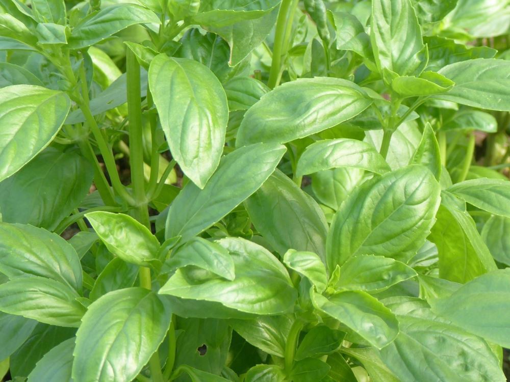 V.Basil-40g