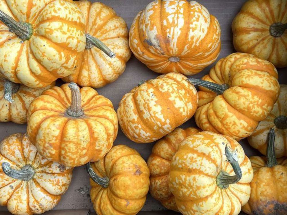 Squash - Mixed Varieties (UK/Spain)
