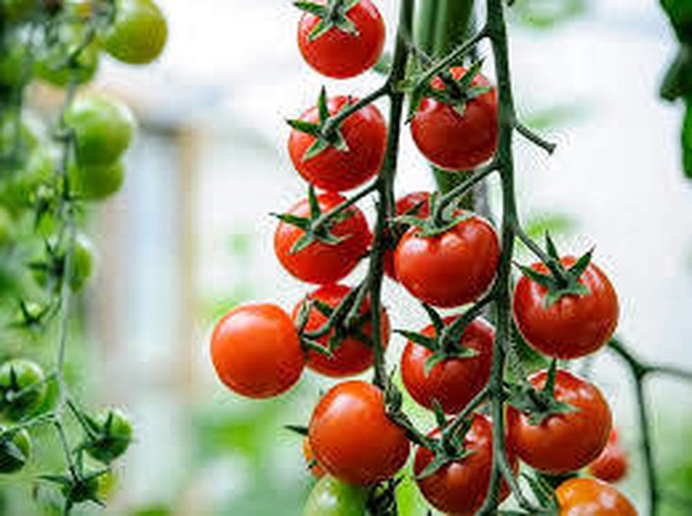 Cherry Tomatoes (1lb)