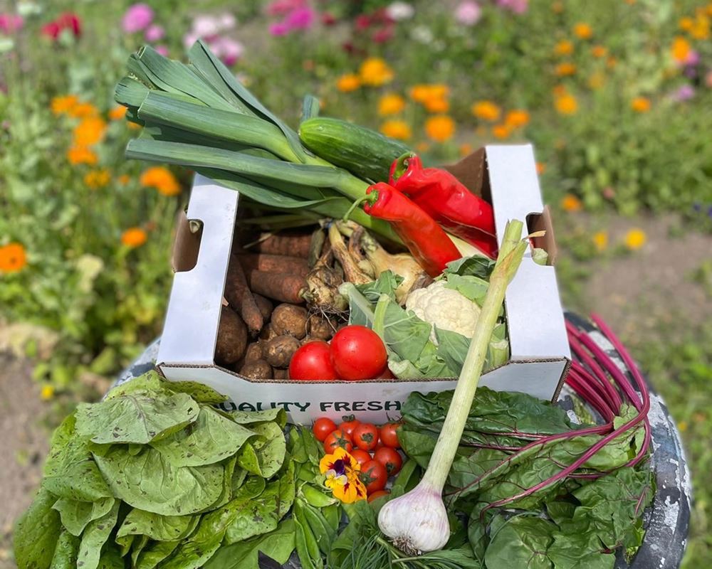 Salad & Vegetable box - Large