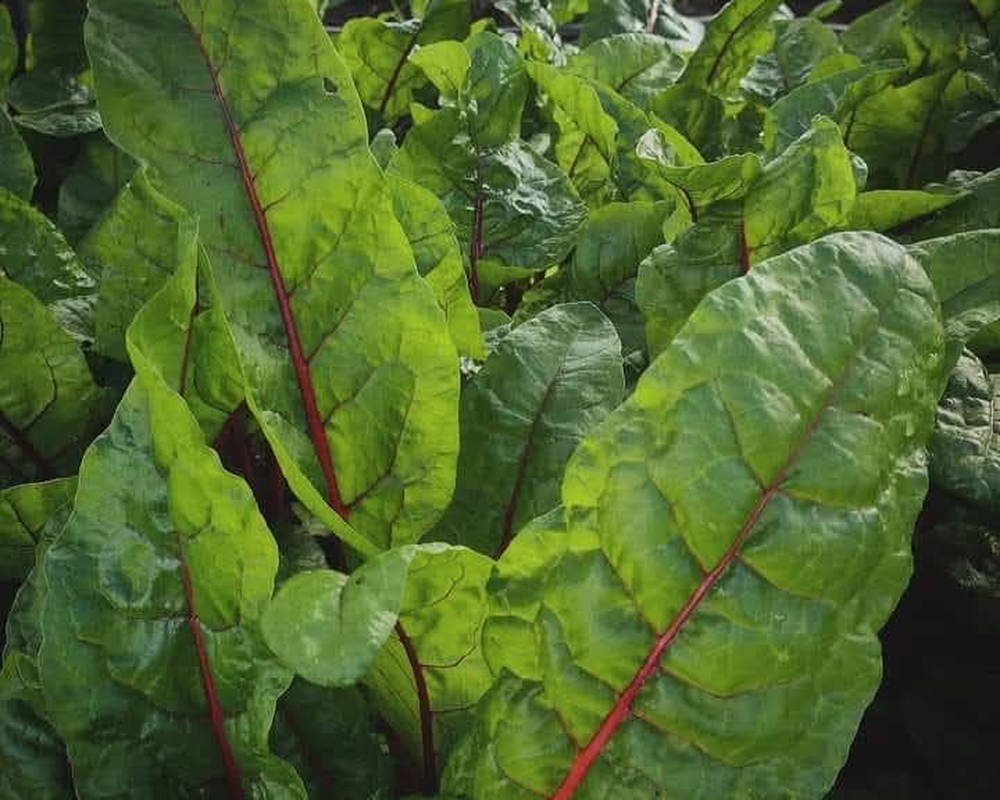 Chard