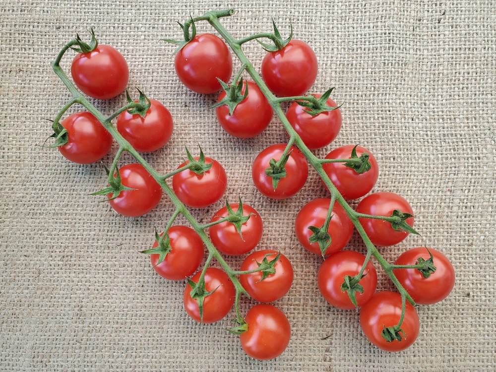 Tomatoes - cherry vine