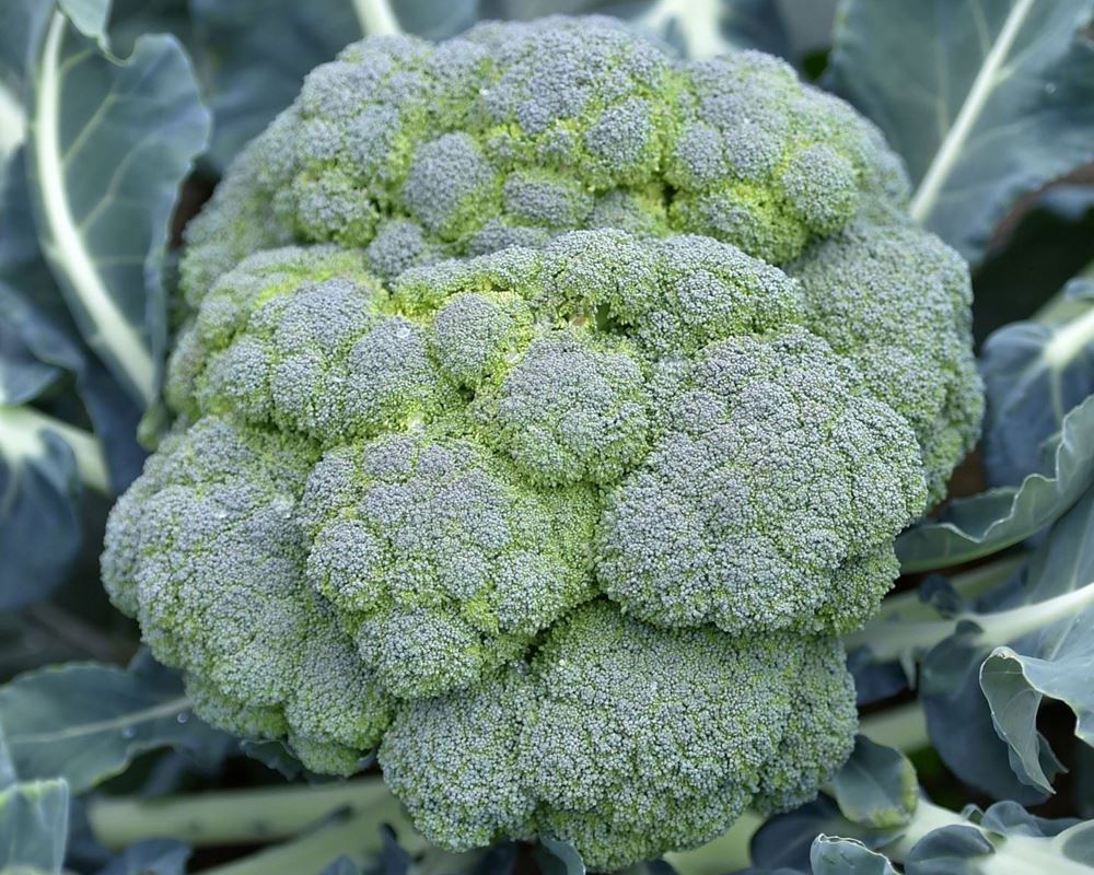 Broccoli: large