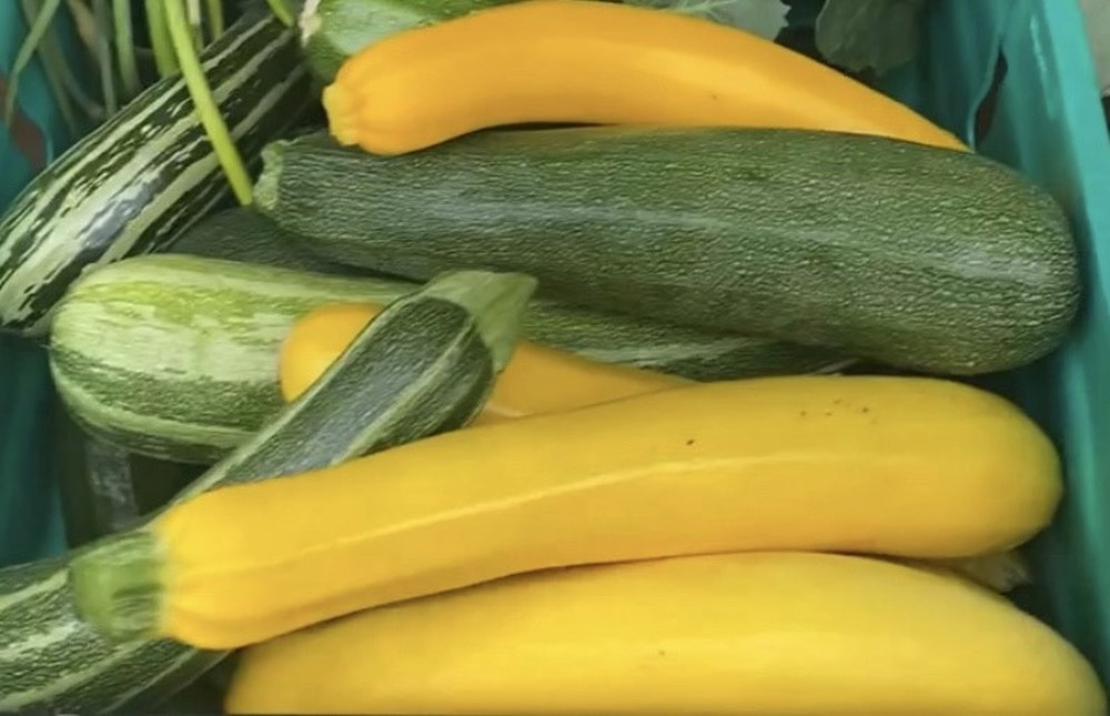 Courgettes